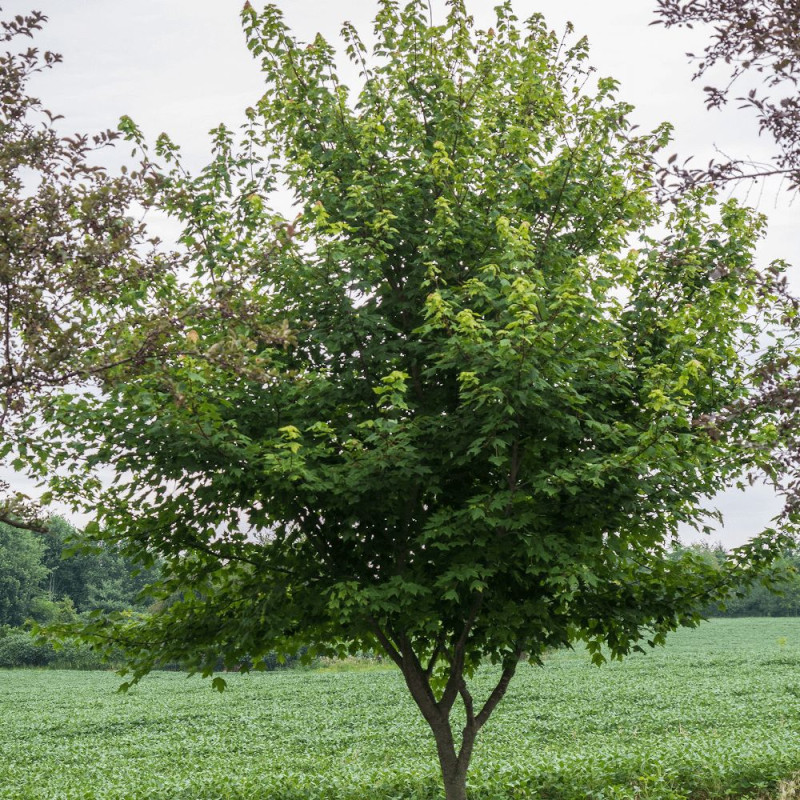 Érable rouge Somerset, Acer rubrum