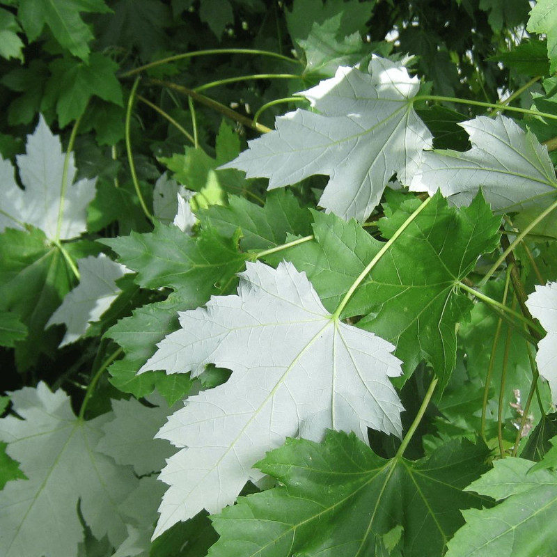 Érable freemanii Elegant, Acer