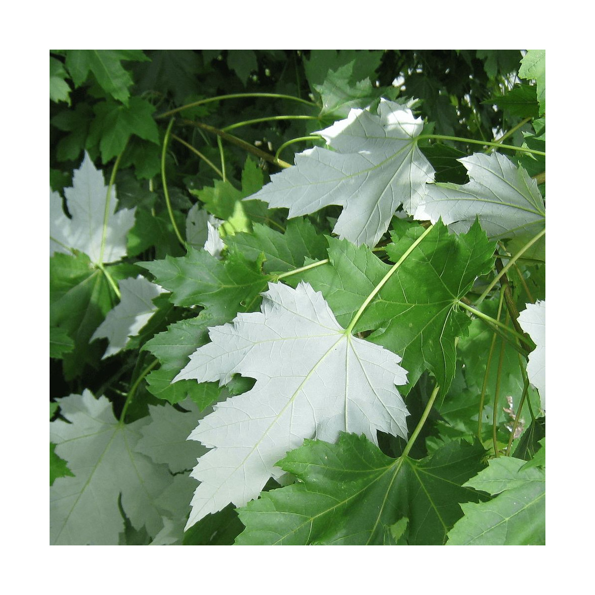 Érable freemanii Elegant, Acer Érable freemanii Elegant, Acer
