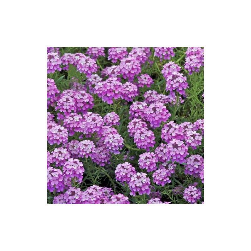 Aethionema armenum Warley Rose