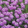 Aethionema Warley Rose