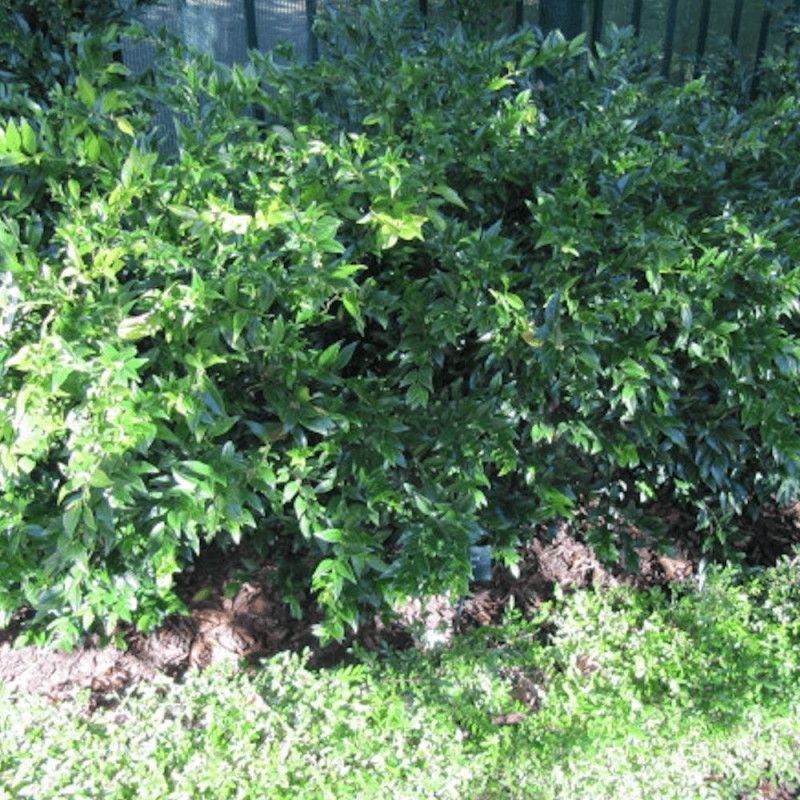 Sarcococca confusa
