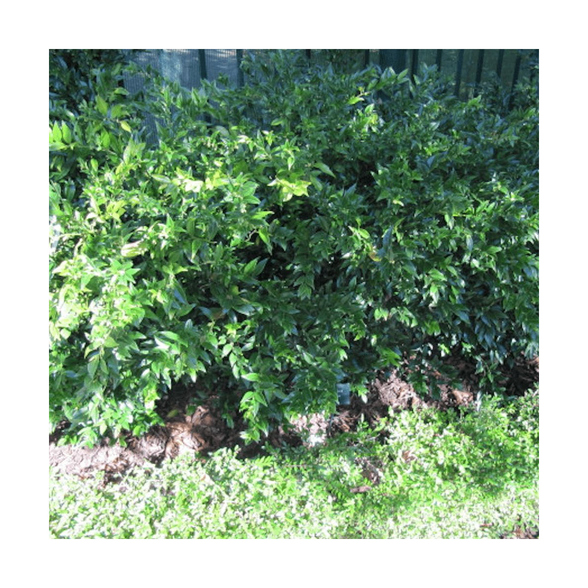 Sarcococca confusa