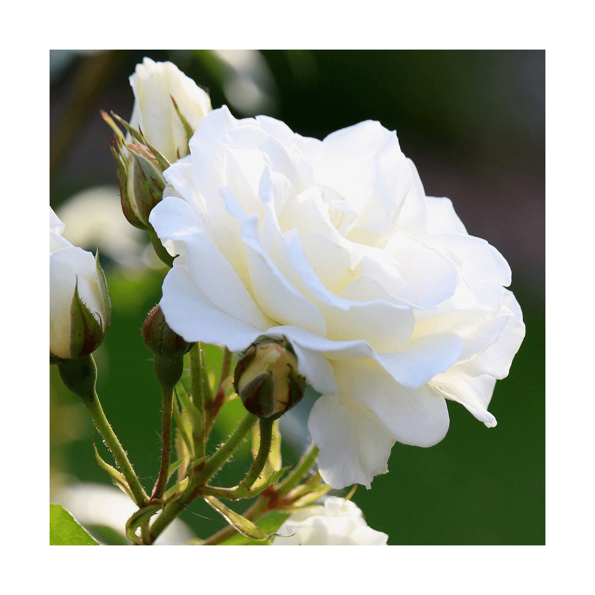 Rosier arbustif Jeanne Moreau® 'Meidiaphaz' Rosier arbustif Jeanne Moreau® 'Meidiaphaz'