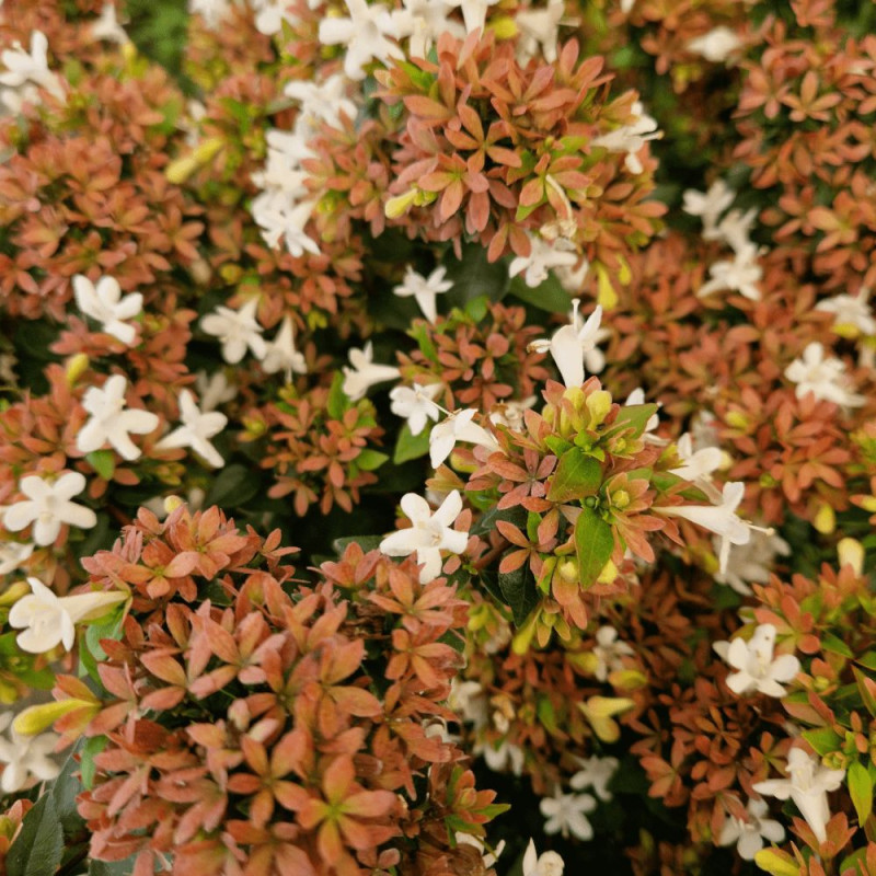 Abelia Little Richard, Abélia zanderi