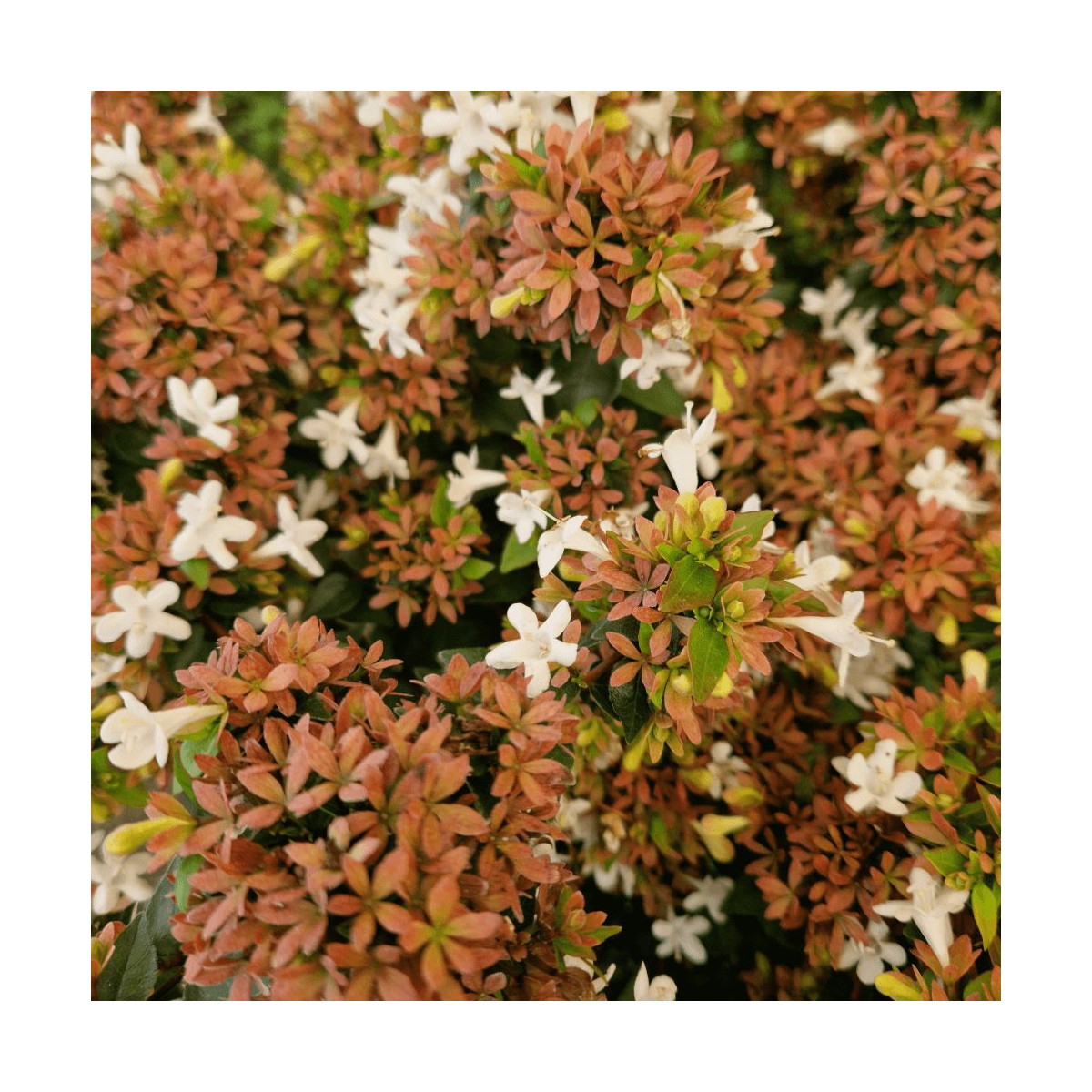 Arbuste persistant Abelia x grandiflora Little Richard au port compact Arbuste persistant Abelia x grandiflora Little Richard au port compact