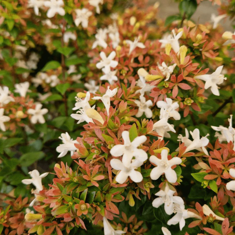 Abelia Little Richard en pot, arbuste persistant compact à fleurs blanches pour jardin
