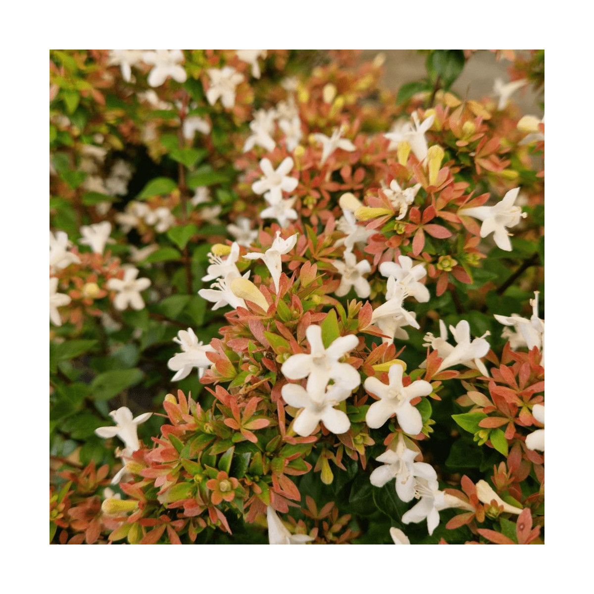 Abelia Little Richard en pot, arbuste persistant compact à fleurs blanches pour jardin Abelia Little Richard en pot, arbuste persistant compact à fleurs blanches pour jardin