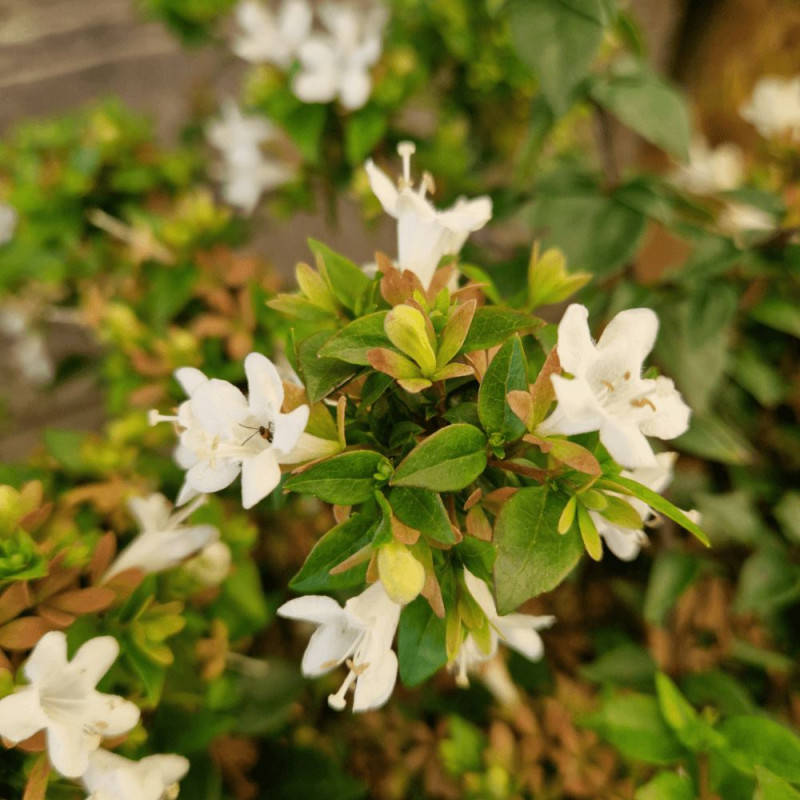 Abelia Little Richard, Abélia zanderi