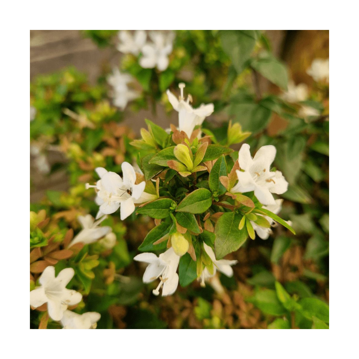 Abelia Little Richard en fleurs blanches pour petit jardin - Plantes Avenue Abelia Little Richard en fleurs blanches pour petit jardin - Plantes Avenue
