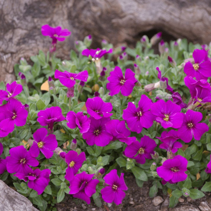 Aubriète Royal Red