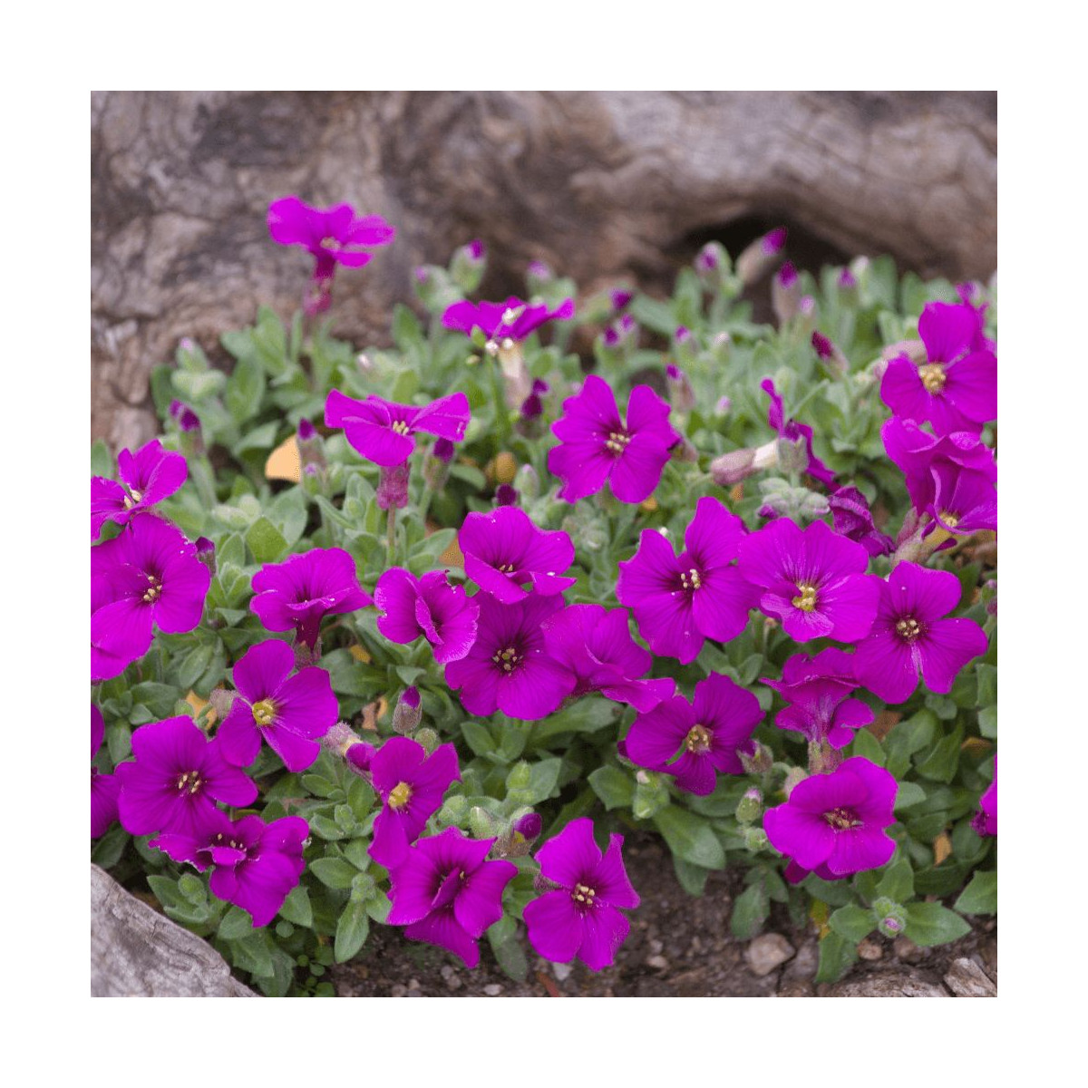 Aubriète Royal Red