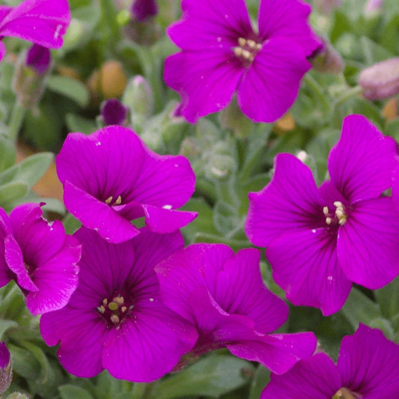 Aubriète Royal Red