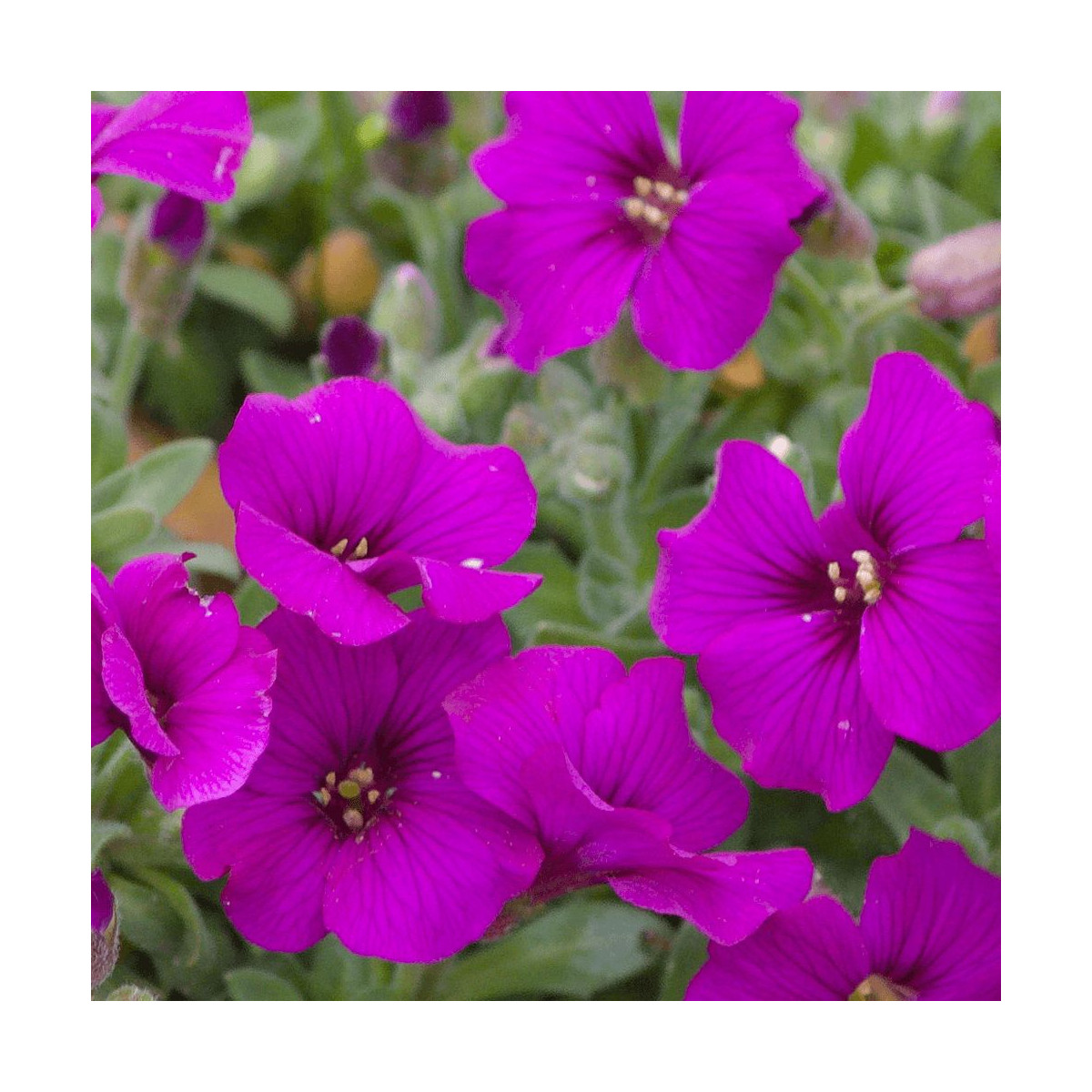 Aubriète Royal Red