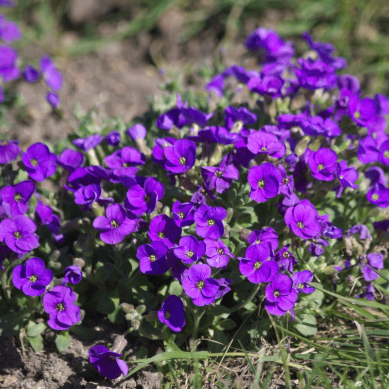 Aubriète Royal Blue