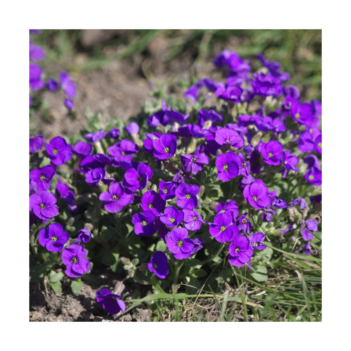 Aubriète Royal Blue
