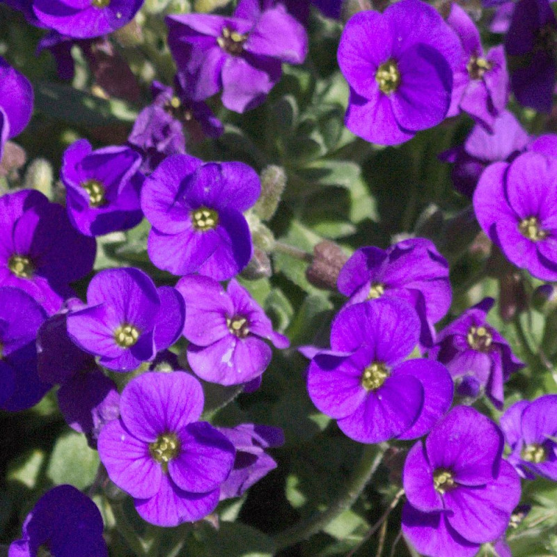 Aubriète Royal Blue
