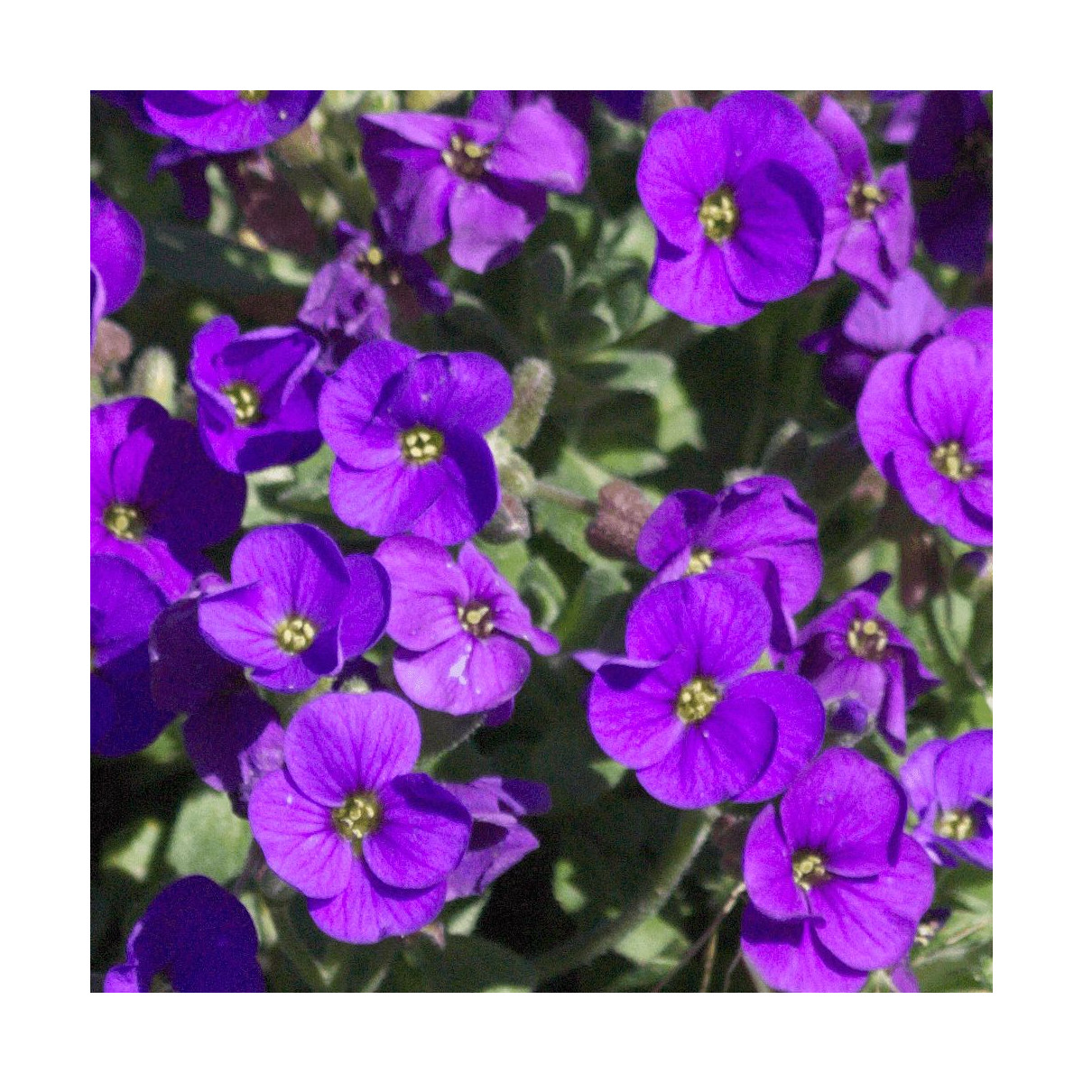 Aubriète Royal Blue