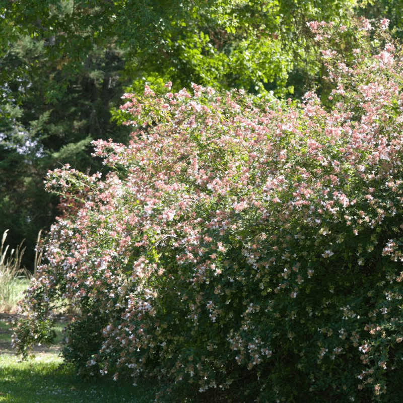 Abelia à grandes fleurs SILENCE, ça pousse !, Abelia grandiflora