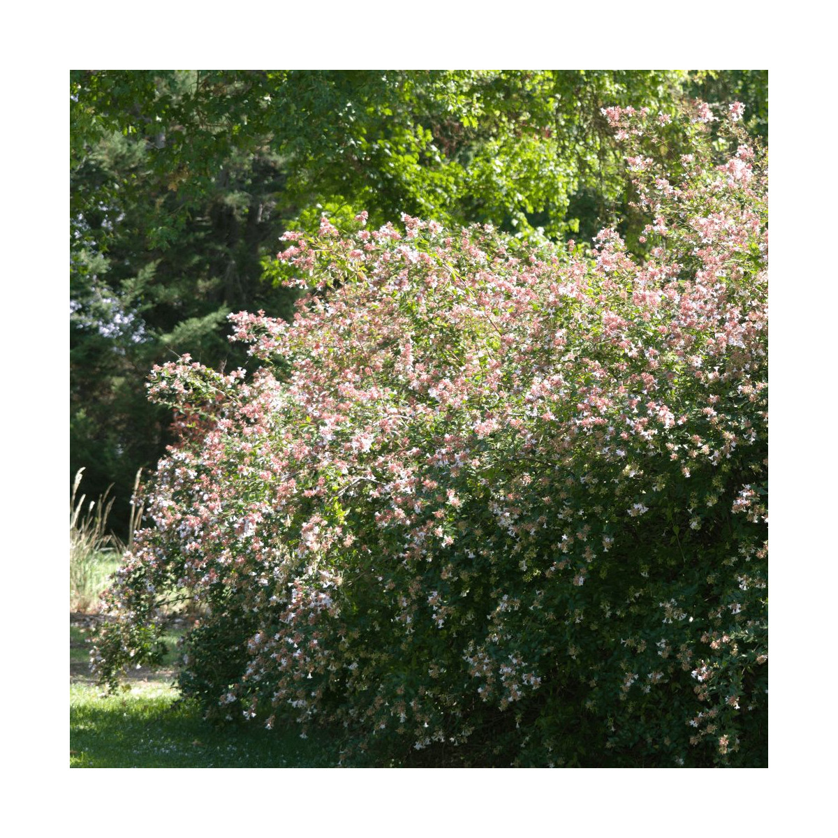 Arbuste Abelia grandiflora avec fleurs blanches et feuillage persistant Arbuste Abelia grandiflora avec fleurs blanches et feuillage persistant