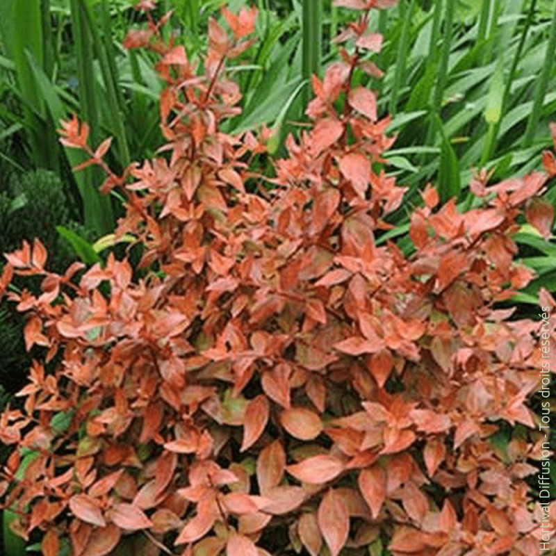 Abelia Caramel Charm® 'Minacara1' - SILENCE, ça pousse !, Abélia à grandes fleurs