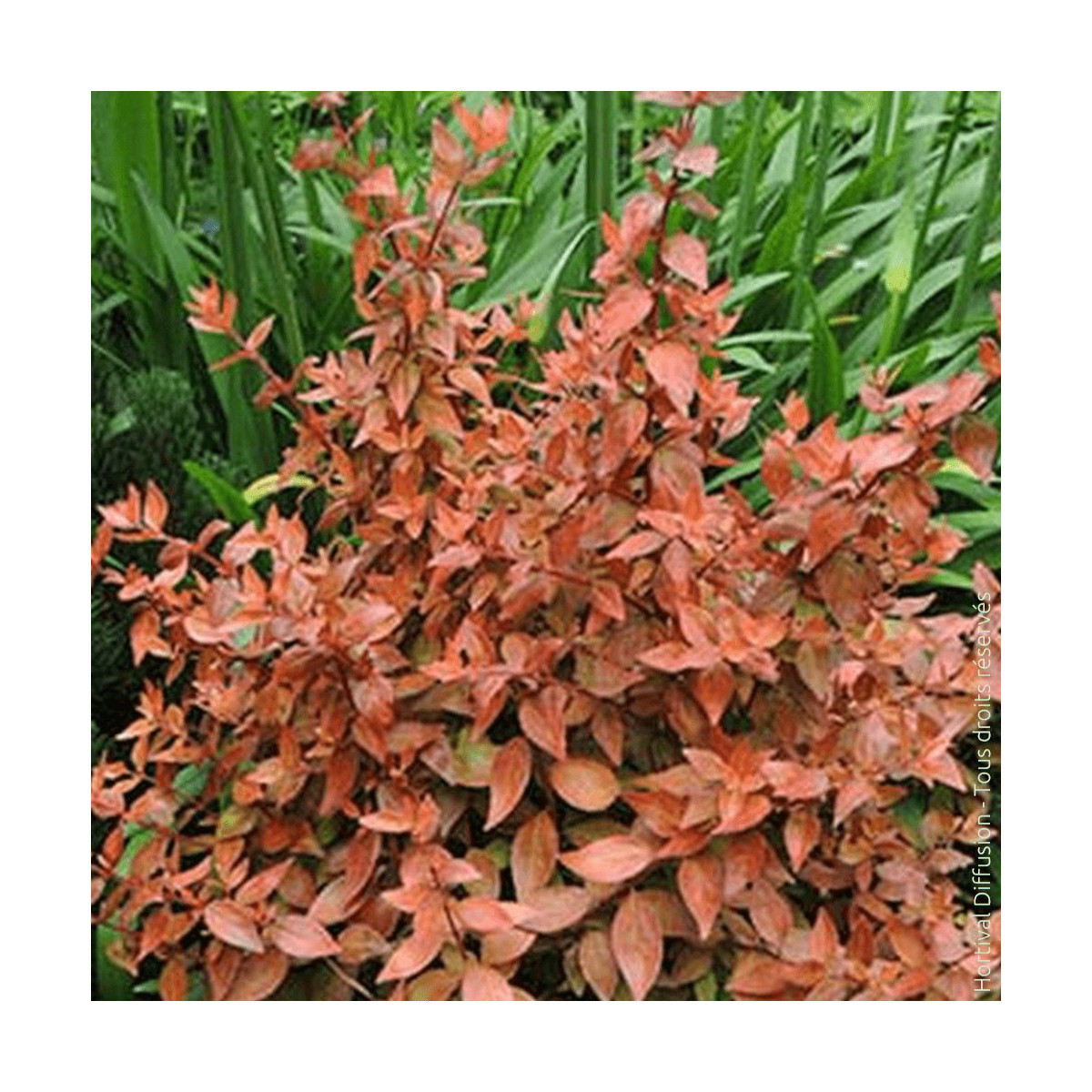 Abelia Caramel Charm 'Minacara1' Silence ça pousse feuillage persistant