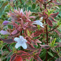 Abélie Sparkling Silver® - SILENCE, ça pousse !