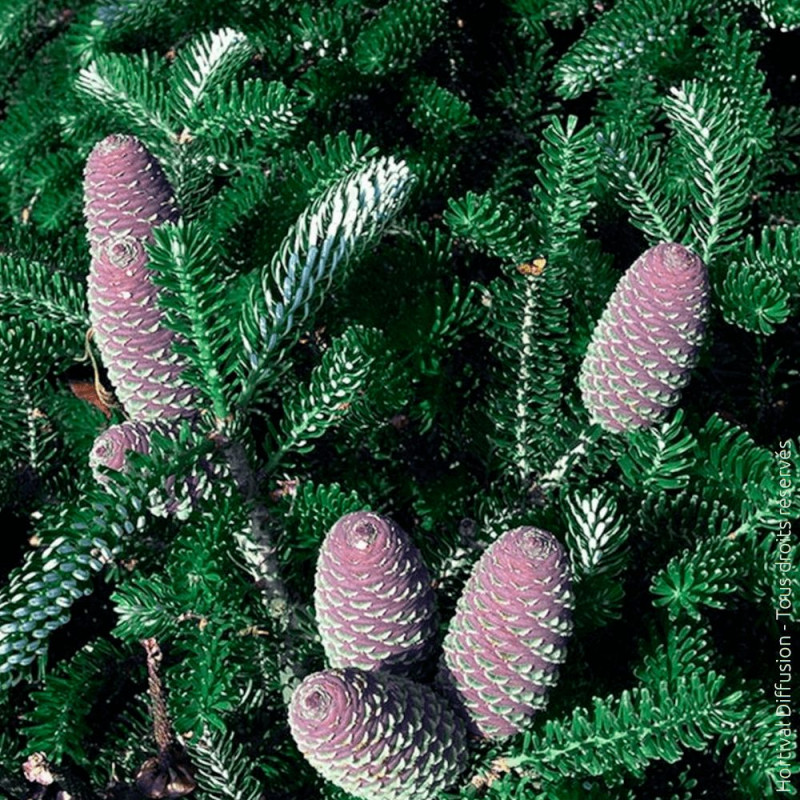 Sapin de Corée Silberlocke - SILENCE, ça pousse !, Abies koreana