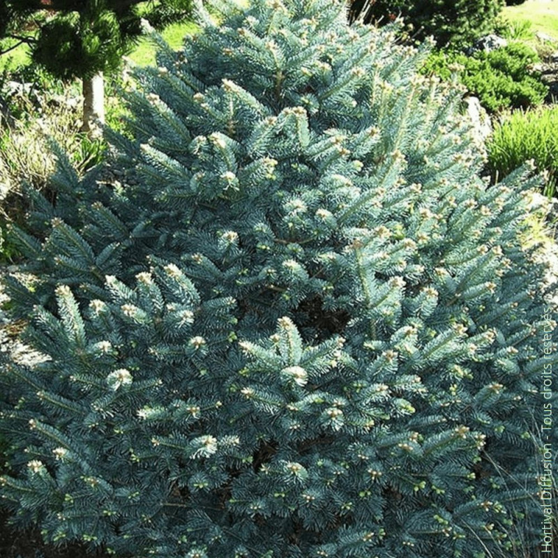 Sapin subalpin Compacte - SILENCE, ça pousse !, Abies lasiocarpa