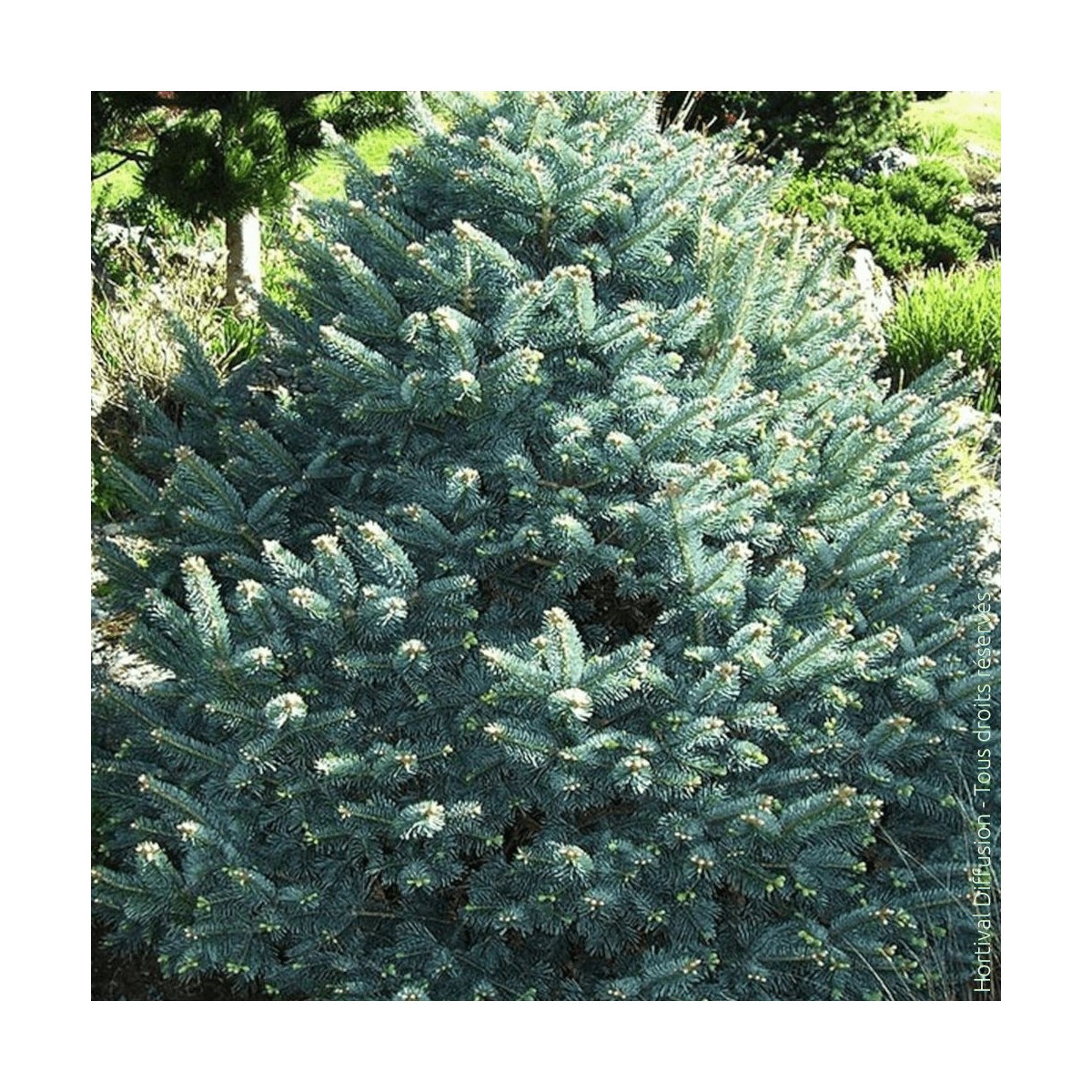 Sapin subalpin Compacte - SILENCE, ça pousse !, Abies lasiocarpa Sapin subalpin Compacte - SILENCE, ça pousse !, Abies lasiocarpa