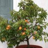 Abricotier nain Garden Aprigold® - SILENCE, ça pousse !