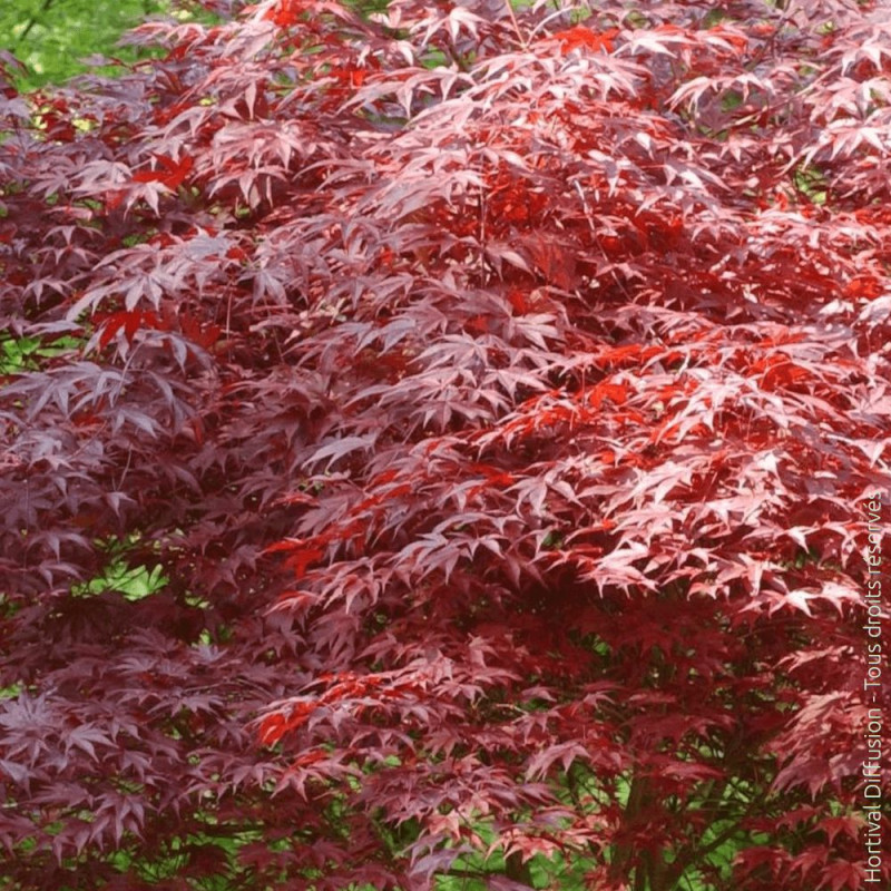 Erable du Japon Atropurpureum - SILENCE, ça pousse ! Feuillage