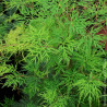 Erable du Japon Emerald Lace - SILENCE, ça pousse !, Acer palmatum