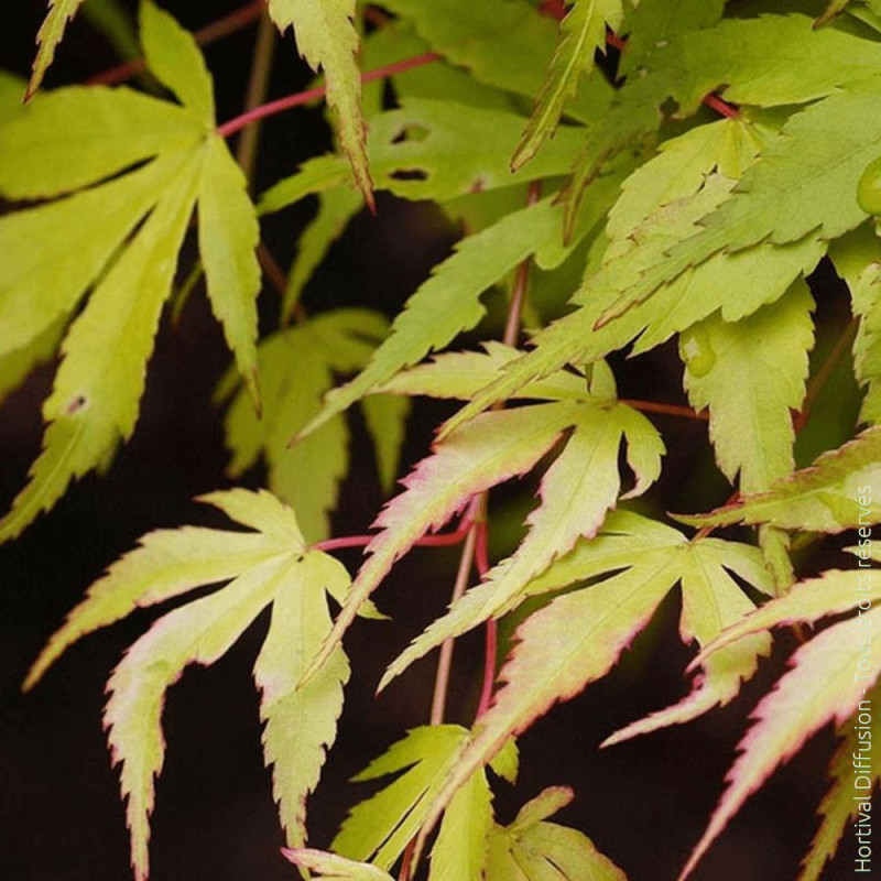 Erable du Japon Katsura - SILENCE, ça pousse !, Acer palmatum