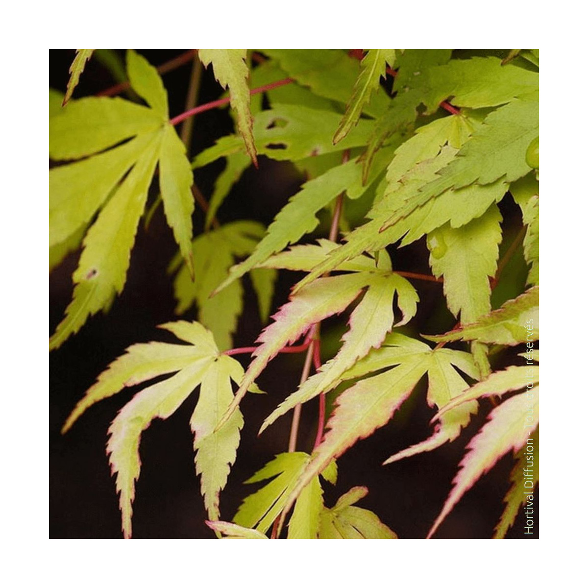 Erable du Japon Katsura - SILENCE, ça pousse !, Acer palmatum