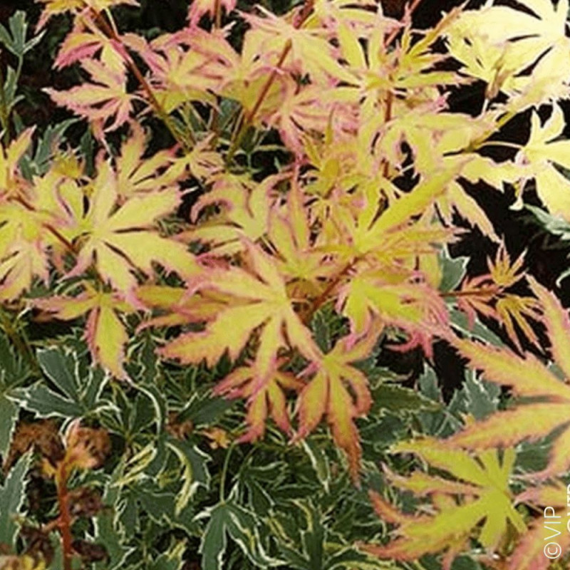 Erable du Japon Metamorphosa® 'Arjos1' - SILENCE, ça pousse !, Acer palmatum