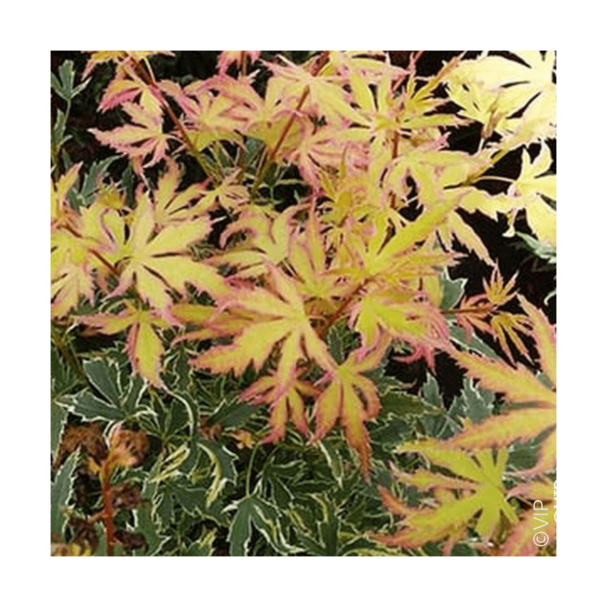 Erable du Japon Metamorphosa® 'Arjos1' - SILENCE, ça pousse !, Acer palmatum