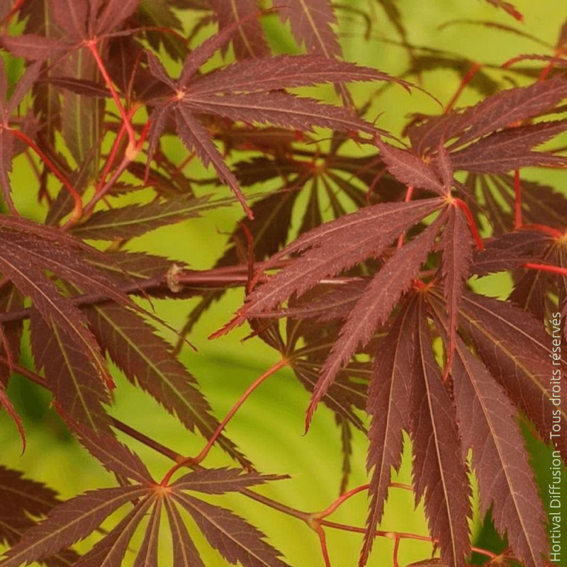 Erable du Japon Sherwood Flame - SILENCE, ça pousse !, Acer palmatum