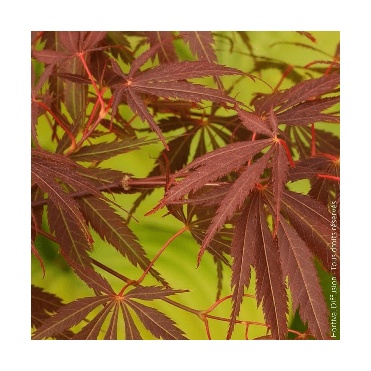 Erable du Japon Sherwood Flame - SILENCE, ça pousse !, Acer palmatum