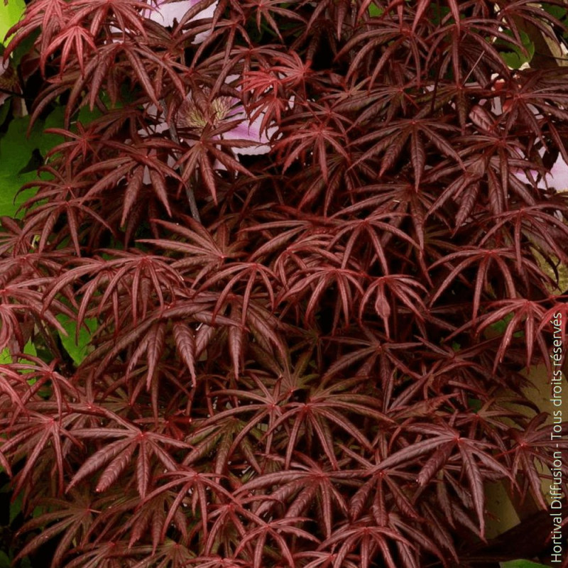 Erable du Japon Trompenburg - SILENCE, ça pousse !, Acer palmatum