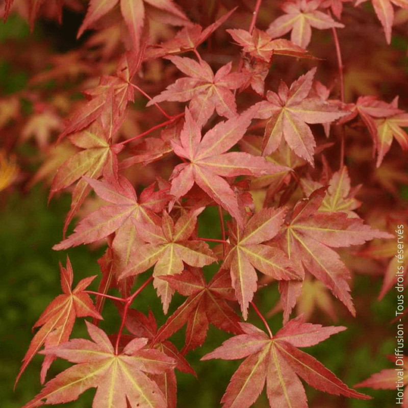 Erable du Japon - SILENCE, ça pousse !, Acer palmatum