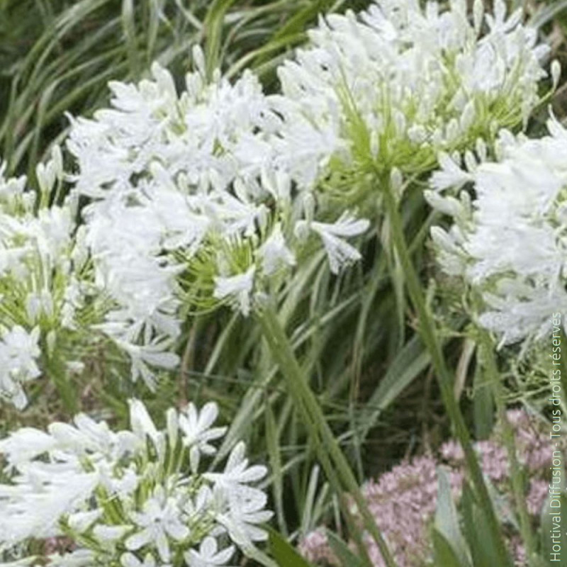 Agapanthe à fleurs blanches - SILENCE, ça pousse !