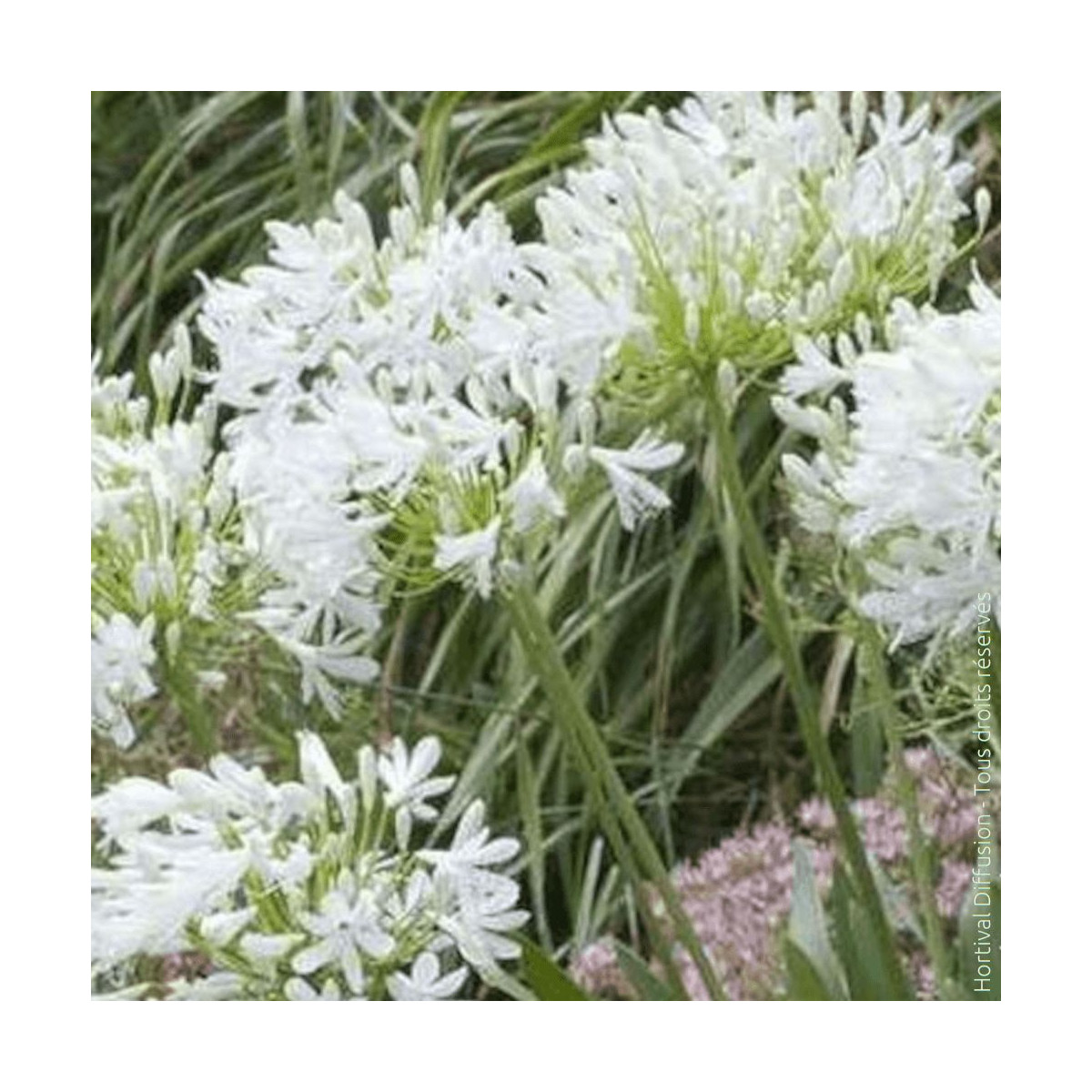 Agapanthe à fleurs blanches - SILENCE, ça pousse !