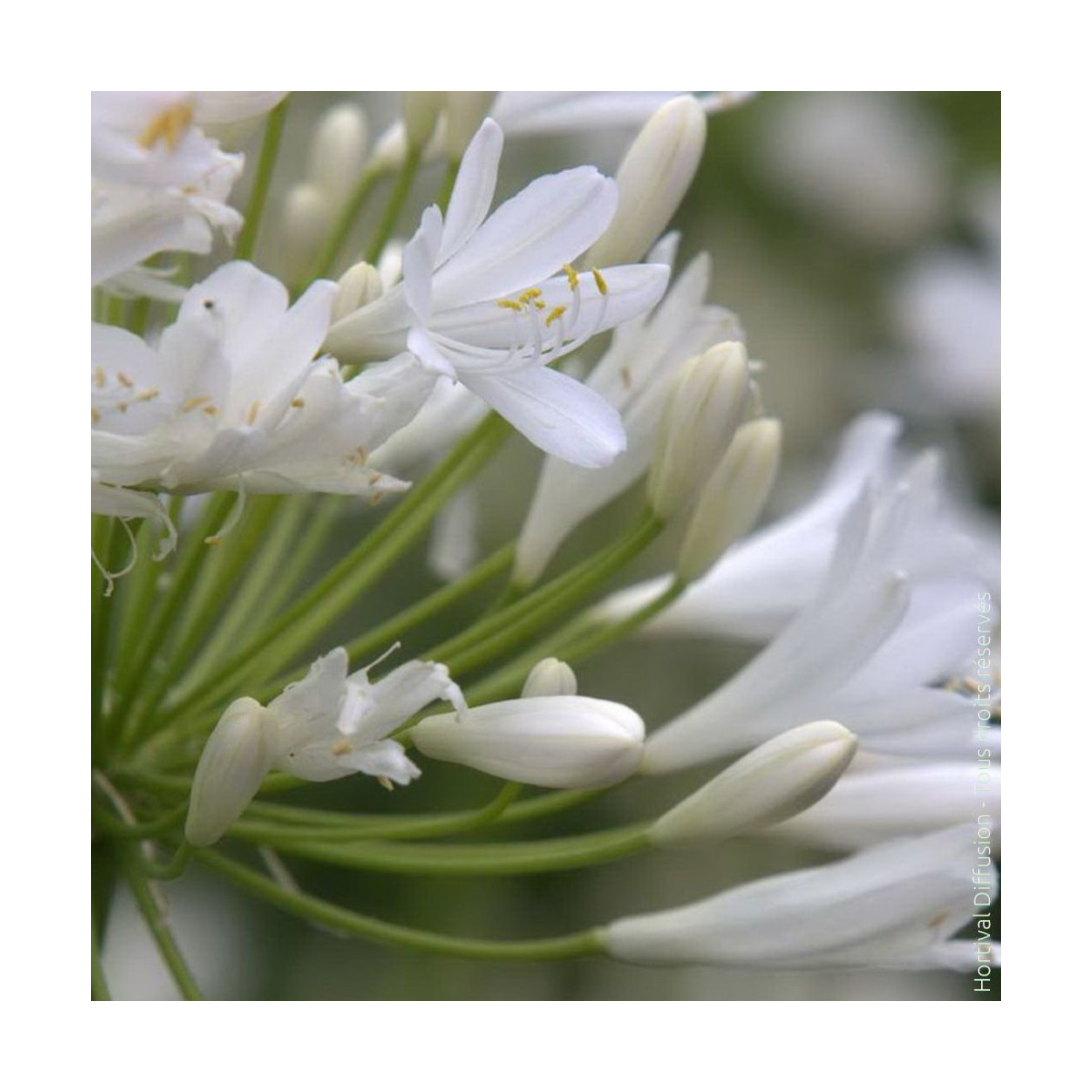 Agapanthe Bridal Bouquet - SILENCE, ça pousse !
