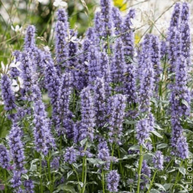 Agastache Crazy Fortune® - SILENCE, ça pousse !