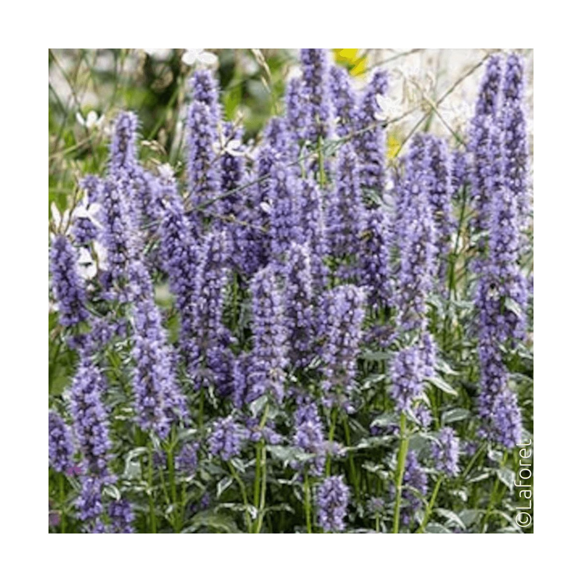 Agastache Crazy Fortune® - SILENCE, ça pousse !