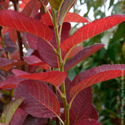Amelanchier October Flame® - SILENCE, ça pousse !