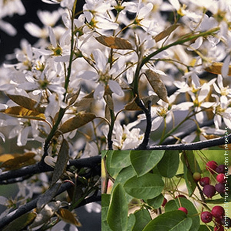 Amélanchier à feuilles d'aulne Prince William - SILENCE, ça pousse !, Amelanchier alnifolia