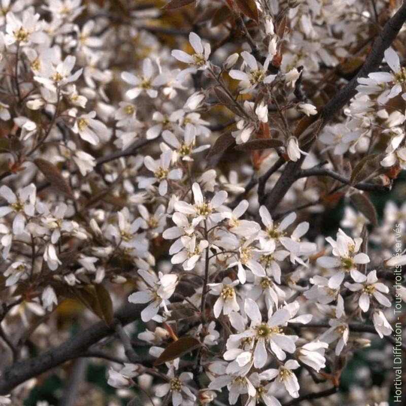 Floraison printanière blanche de l'Amélanchier de Lamarck Silence ça pousse