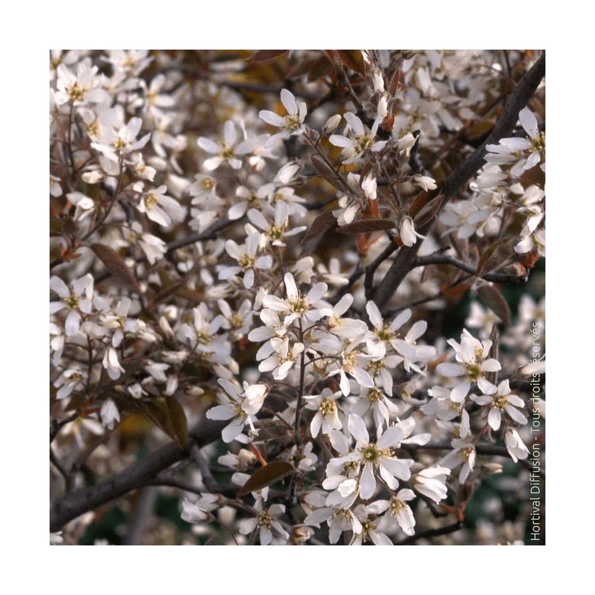 Floraison printanière blanche de l'Amélanchier de Lamarck Silence ça pousse